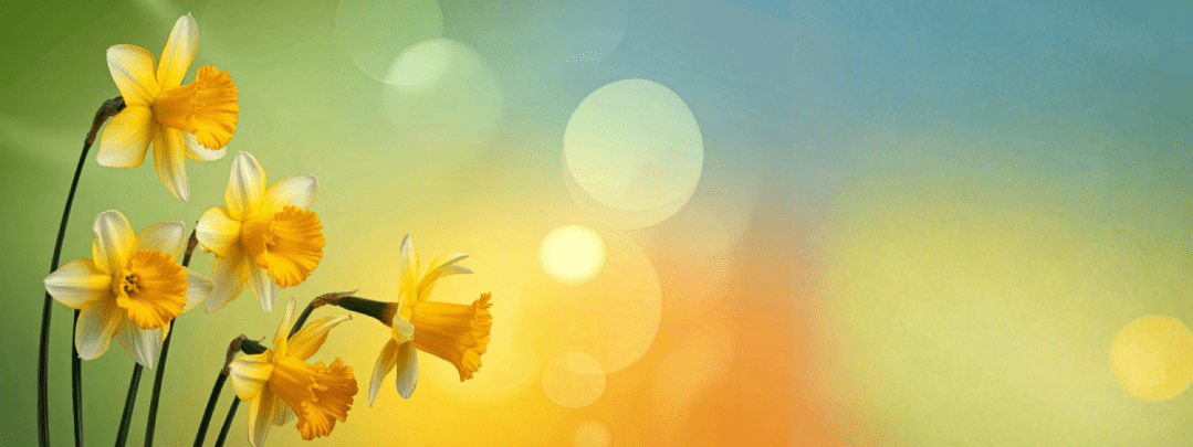 Spring Service and Learning